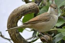 Common Whitethroat