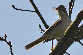 Common Whitethroat