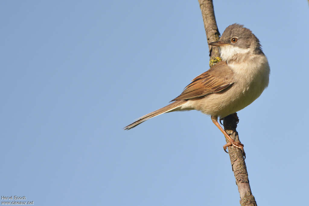 Common Whitethroat male adult breeding, identification