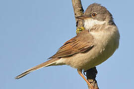 Common Whitethroat