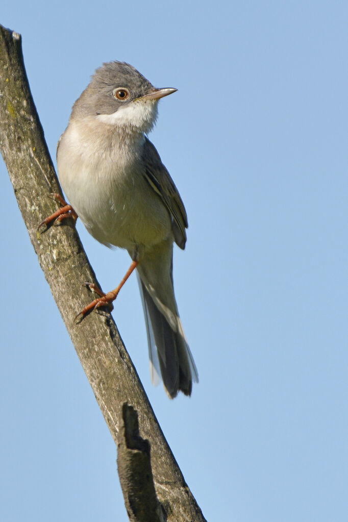 Common Whitethroat male adult