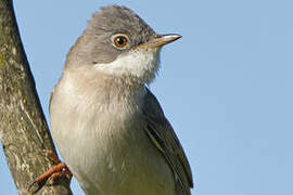 Common Whitethroat