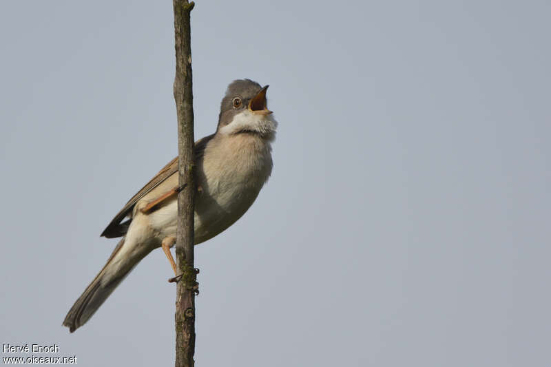 Common Whitethroat male adult, song