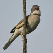 Common Whitethroat