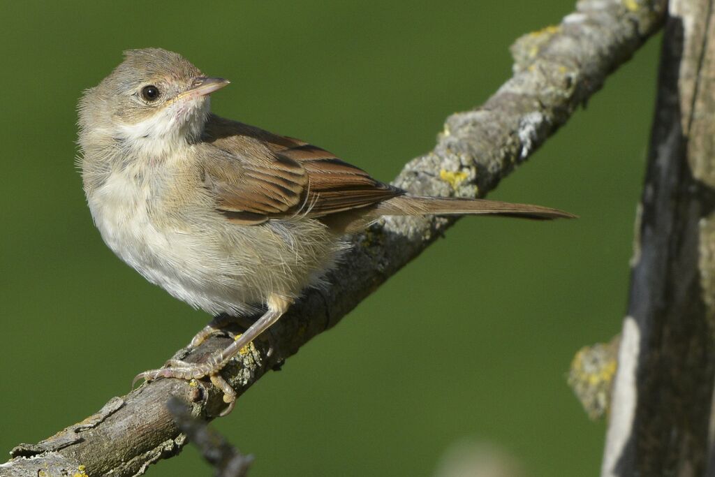 Common Whitethroat