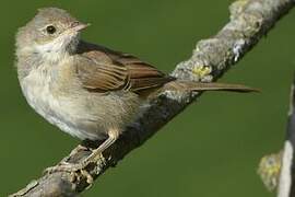 Common Whitethroat