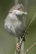 Common Whitethroat