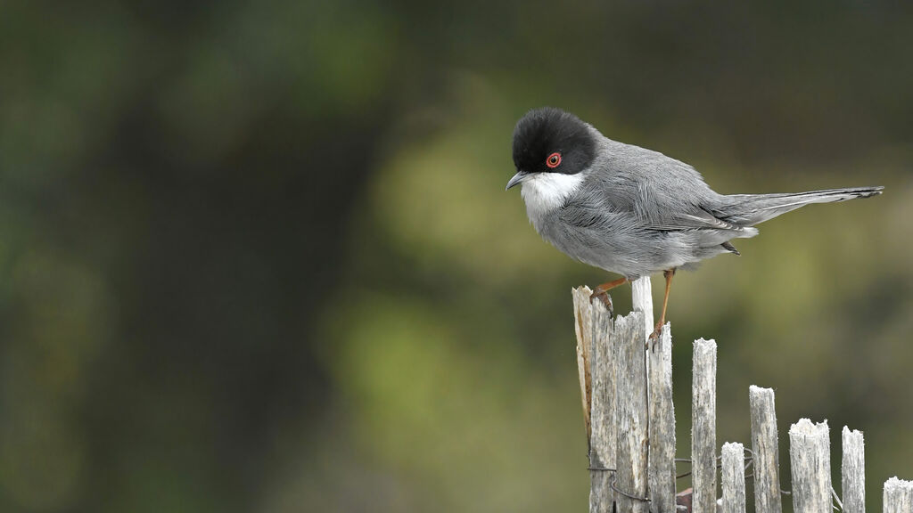 Sardinian Warbler male adult, identification