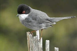 Sardinian Warbler