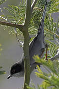 Sardinian Warbler