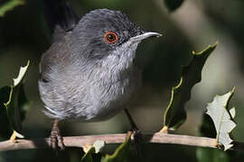 Sardinian Warbler