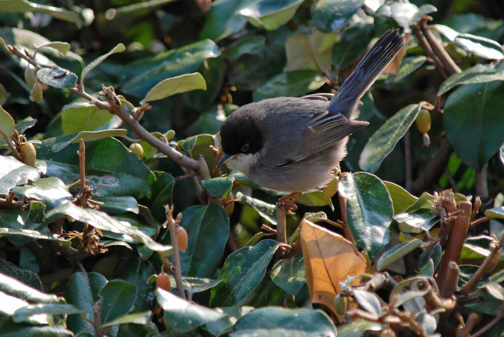 Sardinian Warbler