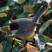 Sardinian Warbler