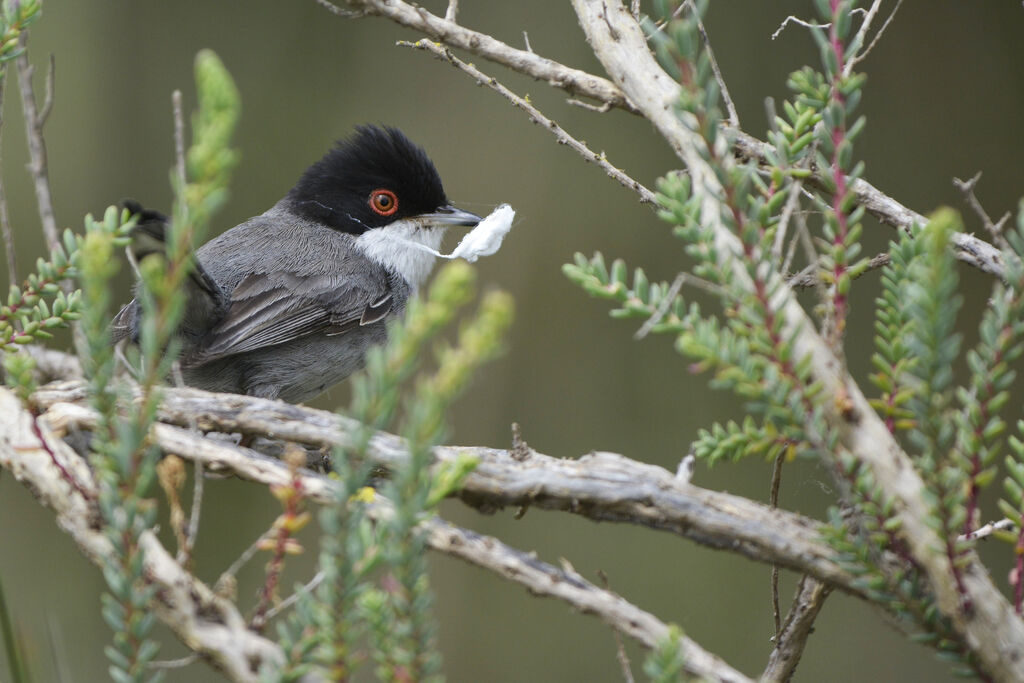 Sardinian Warbler male adult, identification