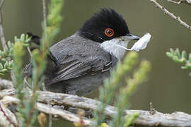 Sardinian Warbler