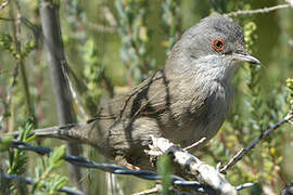 Sardinian Warbler