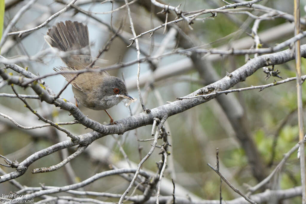 Sardinian Warbler female adult breeding, pigmentation, Reproduction-nesting