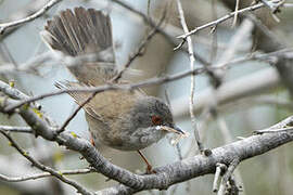 Sardinian Warbler