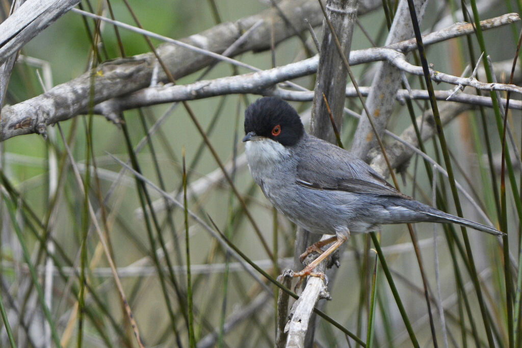 Sardinian Warbler male adult, identification