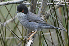 Sardinian Warbler