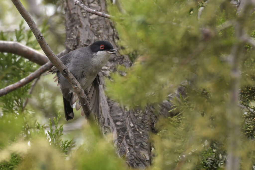 Sardinian Warbler male adult