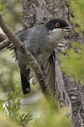 Sardinian Warbler