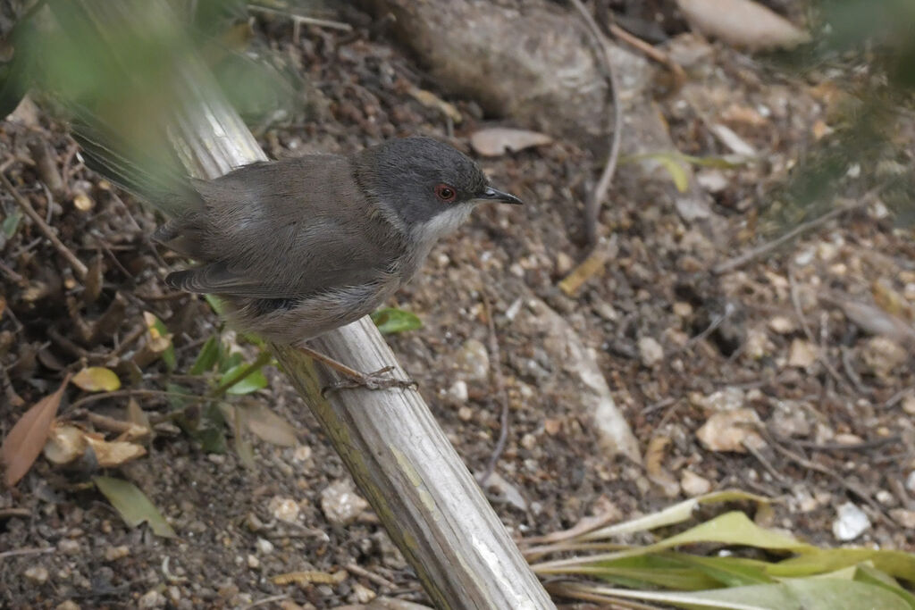 Fauvette mélanocéphale femelle adulte, identification