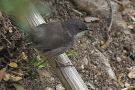 Sardinian Warbler