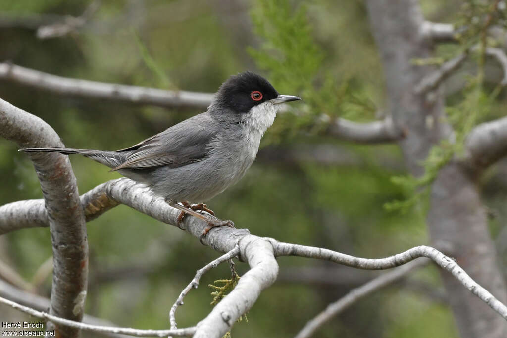 Sardinian Warbler male adult, identification