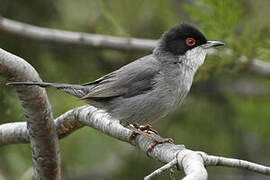 Sardinian Warbler