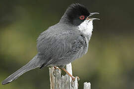 Sardinian Warbler