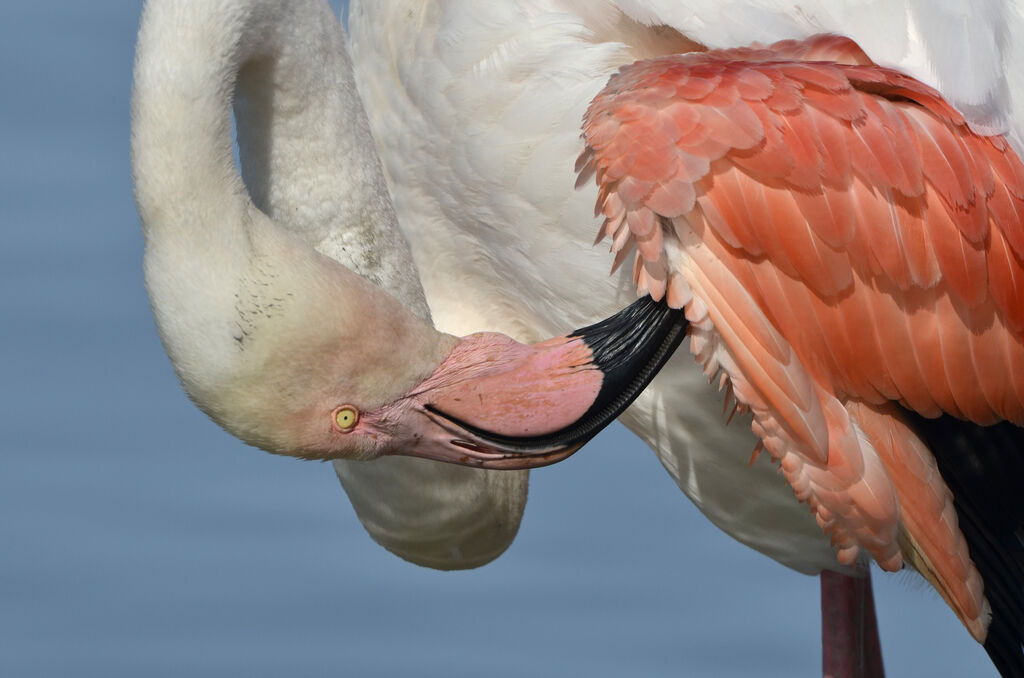 Flamant rose