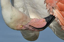 Greater Flamingo