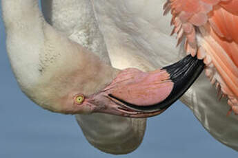 Flamant rose