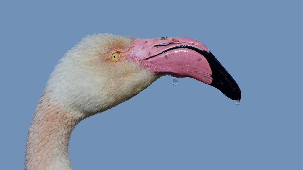 Greater Flamingo