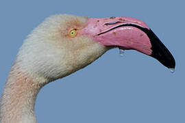 Greater Flamingo