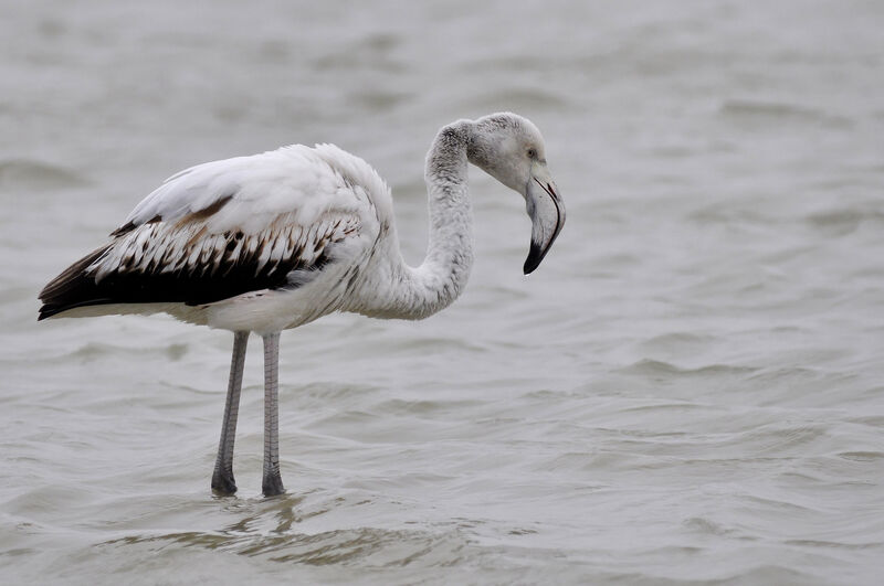 Greater Flamingojuvenile, identification