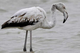 Greater Flamingo