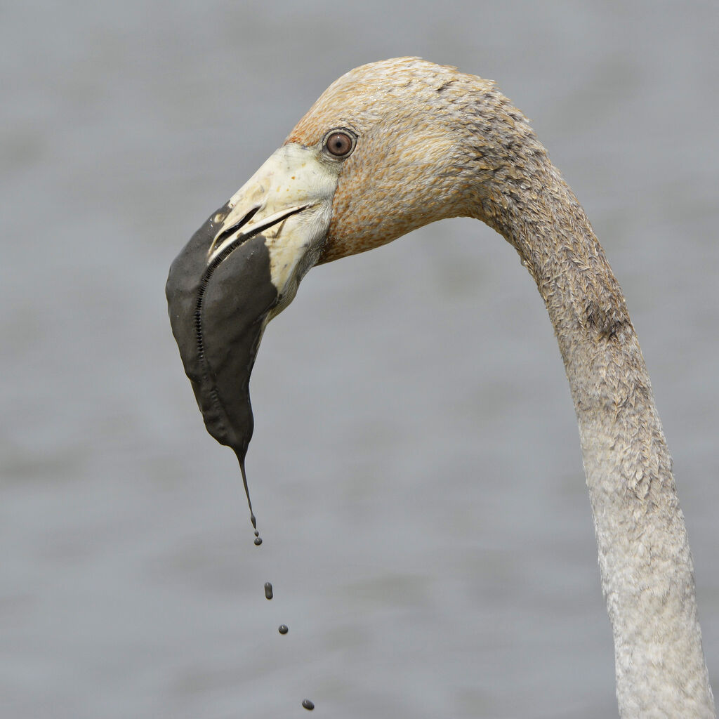 Flamant roseimmature