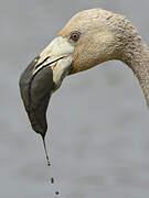 Greater Flamingo