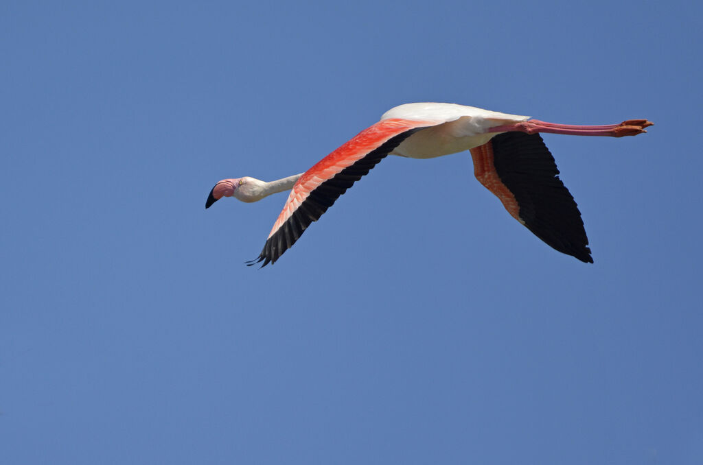 Greater Flamingo, Flight