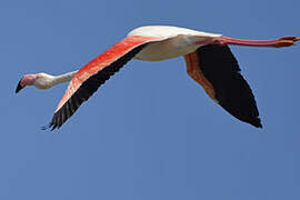 Greater Flamingo