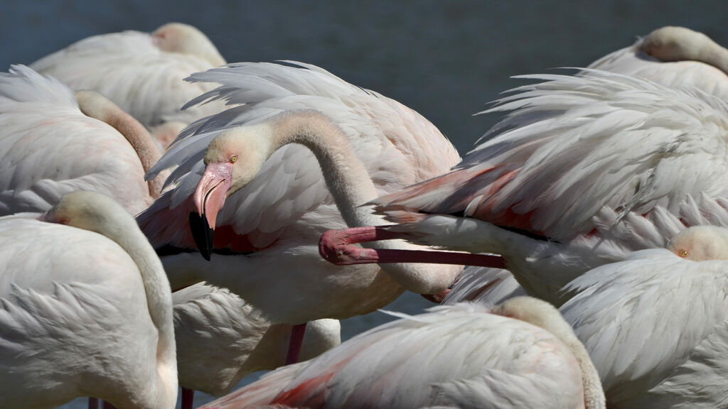 Greater Flamingo