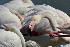 Flamant rose