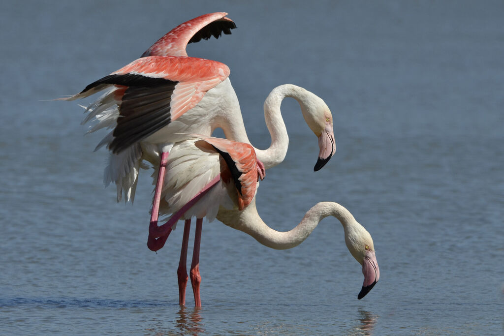 Flamant rose , Comportement