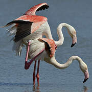 Flamant rose