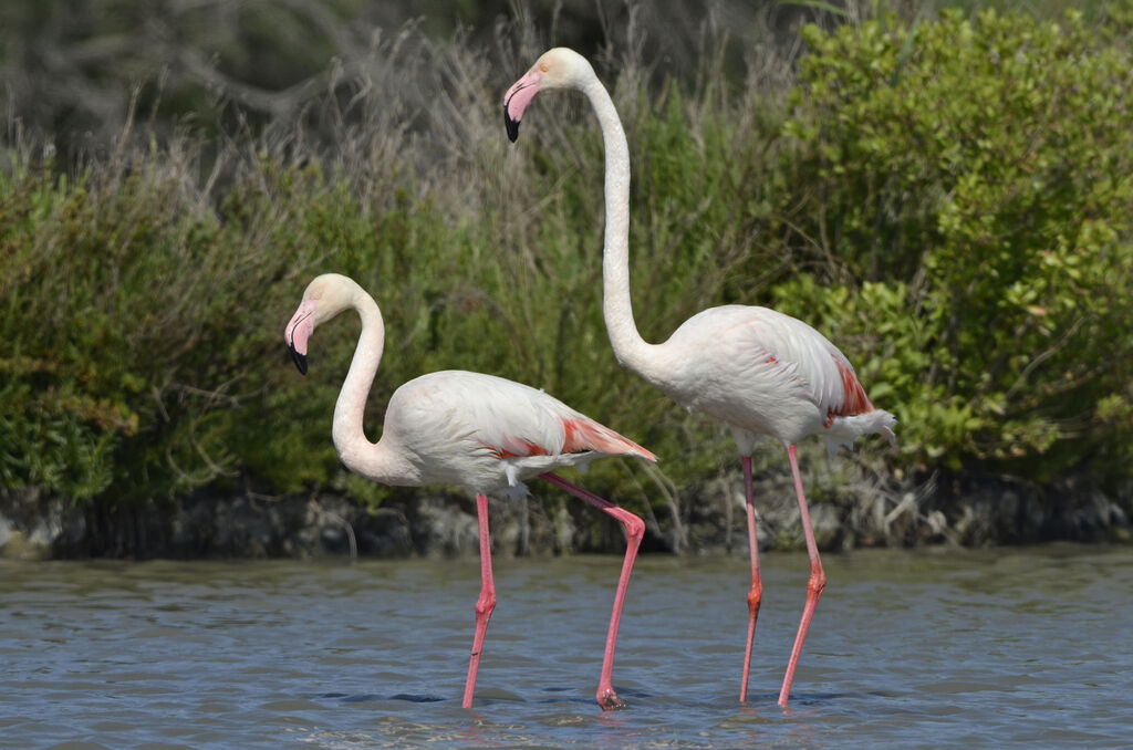 Greater Flamingo 