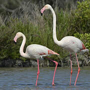 Greater Flamingo