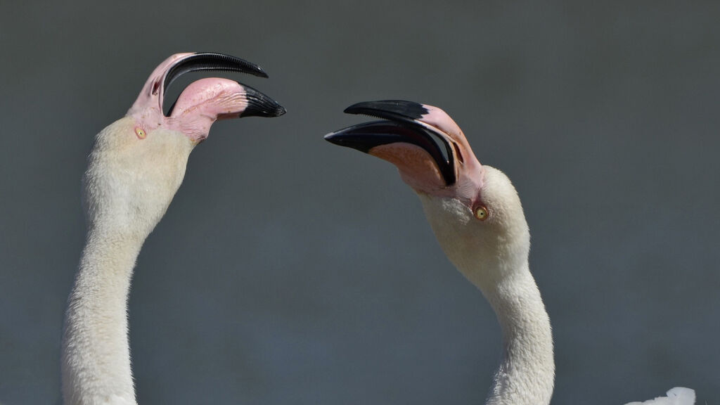 Flamant rose