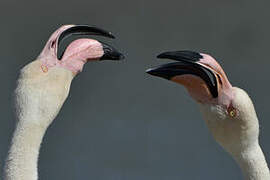 Greater Flamingo